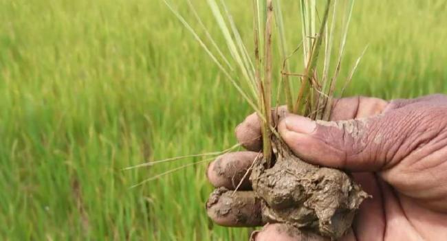 කෘෂිකර්ම ඇමතිගෙන් නිලධාරීන්ට උපදෙසක්